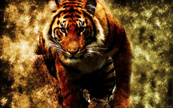 Крутые обои с тигром