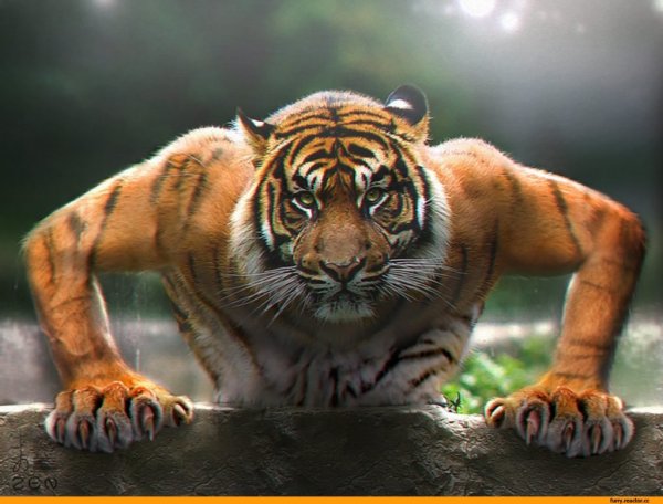 Грозный тигр