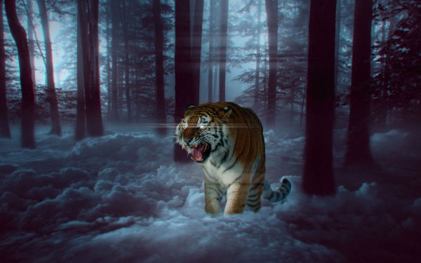 Амурский тигр