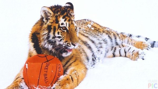 Тигр держит