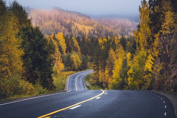 Дорога лес Россия