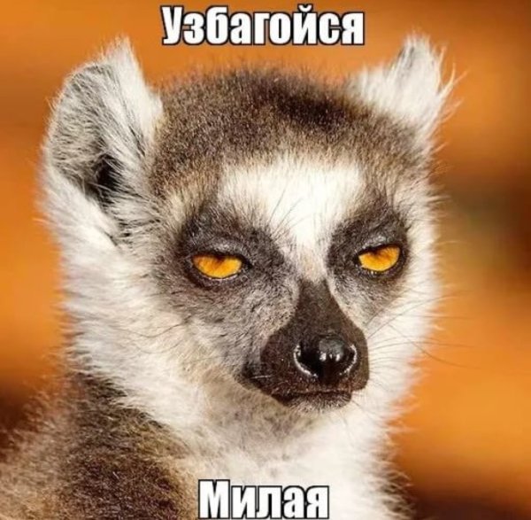 Енот узбагойся