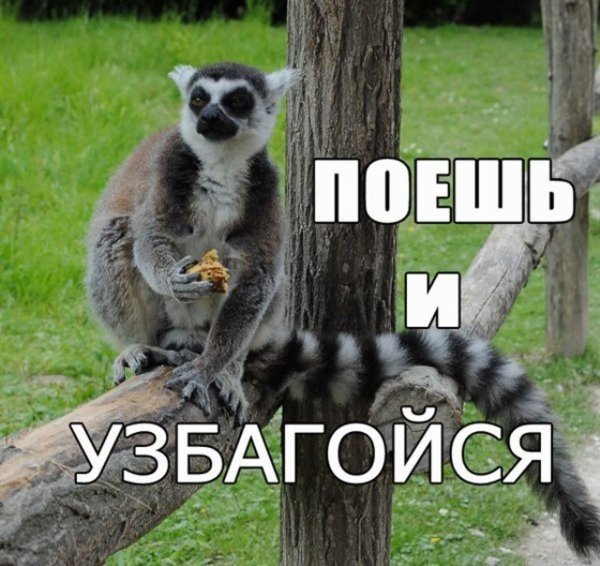 Лемур узбагойся