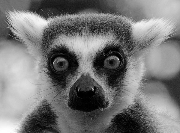 Лемур успокойся