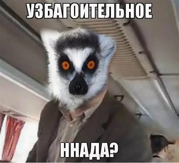 Узбагойся лемур с надписью