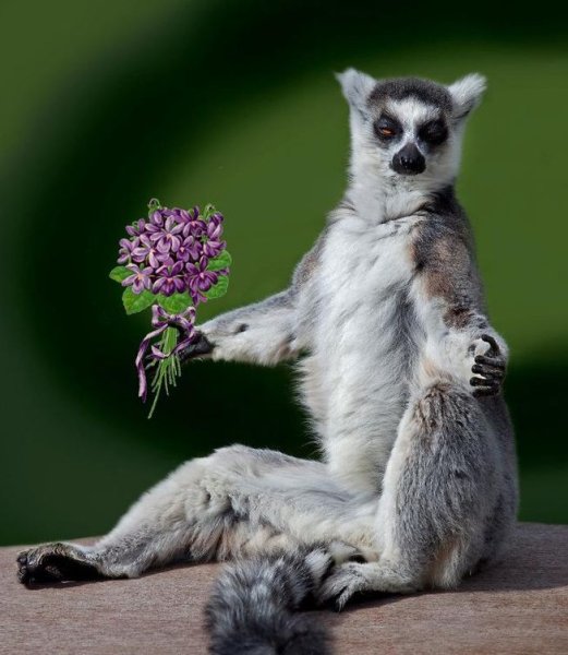 Лемур узбагоин