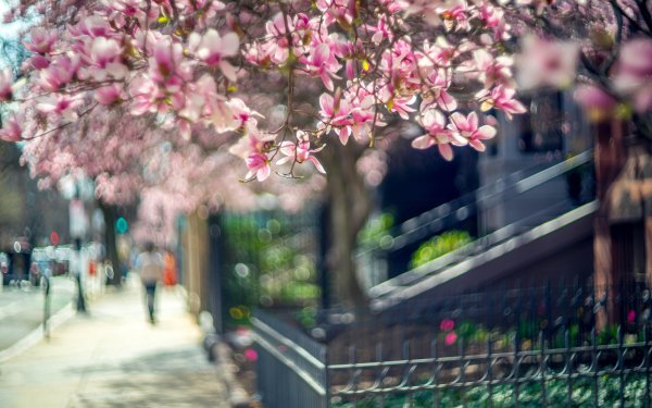 Красивая Весна в городе