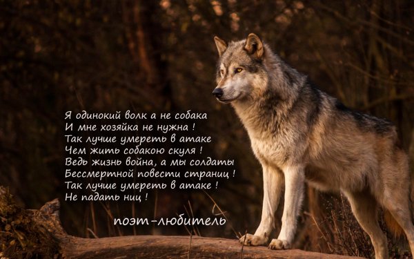 Одинокий волк