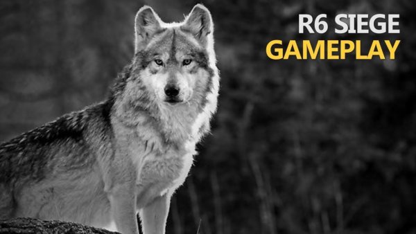 Волк с надписью