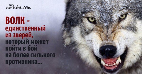 Волчий оскал с Цитатами