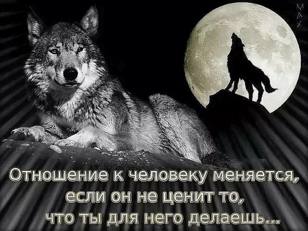 Волк с надписью