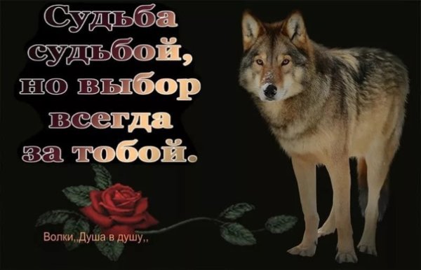 Душа волка надпись