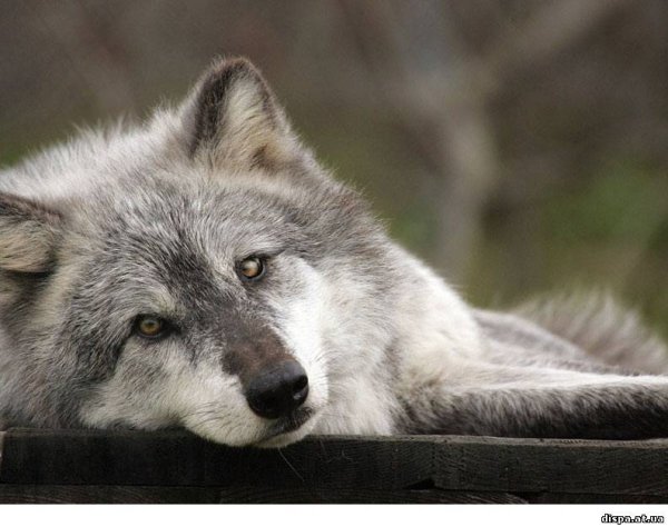 Волк тоскует