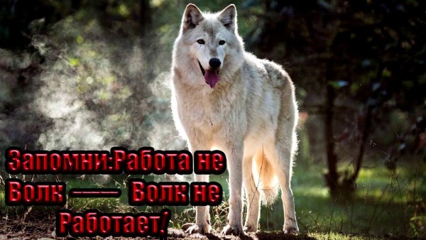 Волк одиночка ауф