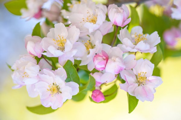 Цветы Яблоневый цвет