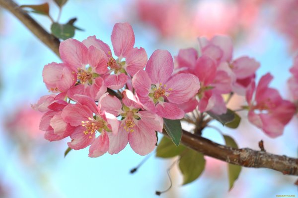 Цветы яблони вишни