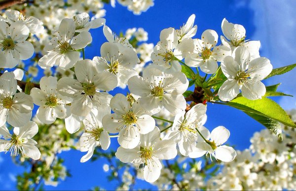 Цветение вишни