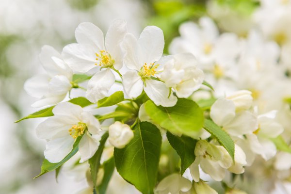 Яблоневые лепестки