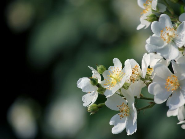 Белый Яблоневый шиповник