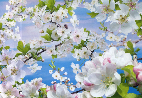 Фотообои яблоня в цвету