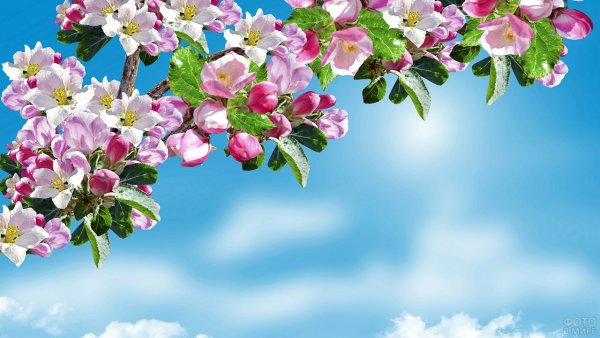 Ветка яблони