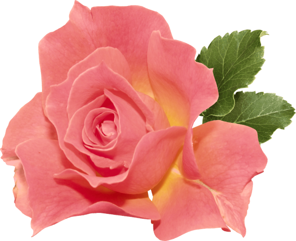 Цветы на прозрачном фоне