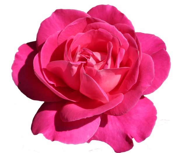 Розы флорибунда на белом фоне