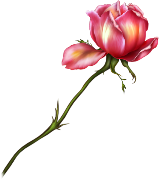 Бутоны цветов на прозрачном фоне