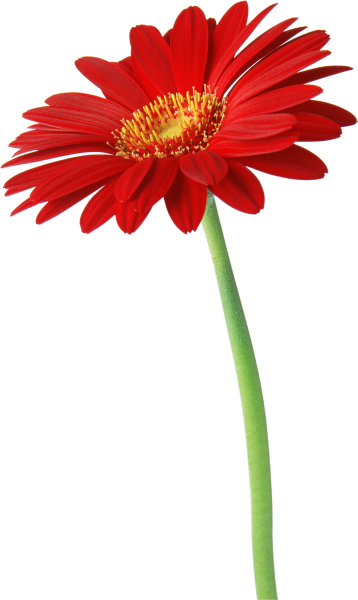 Цветы на прозрачном фоне