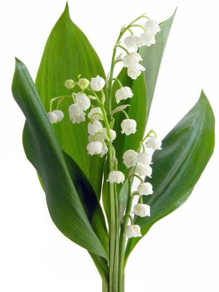 Ландыш для детей