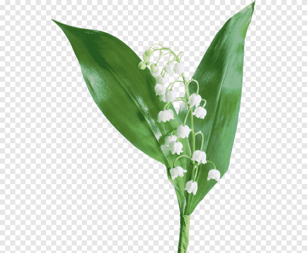 Карточки Домана цветы