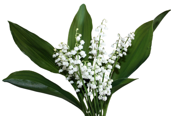 Ландыш Майский на белом фоне