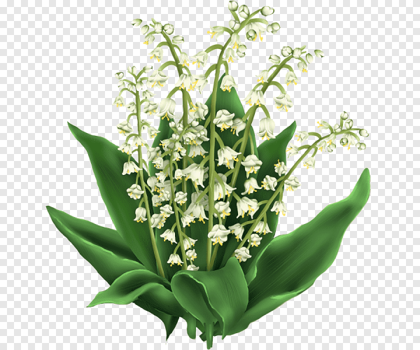 Ландыши на прозрачном фоне