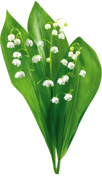 Ландыши референс