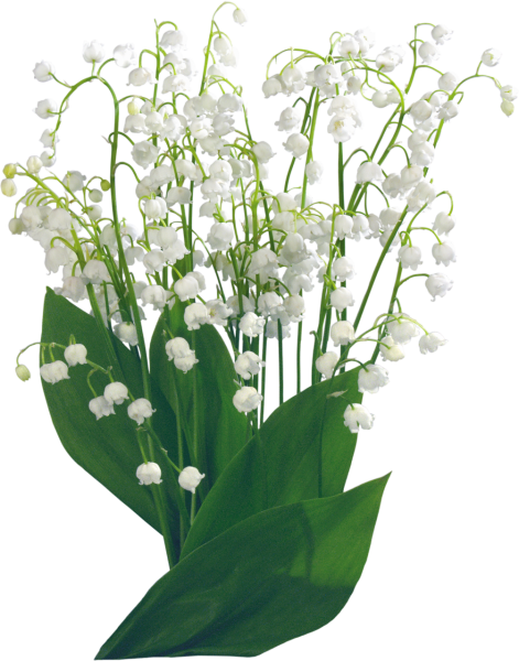 Весенние цветы на прозрачном фоне