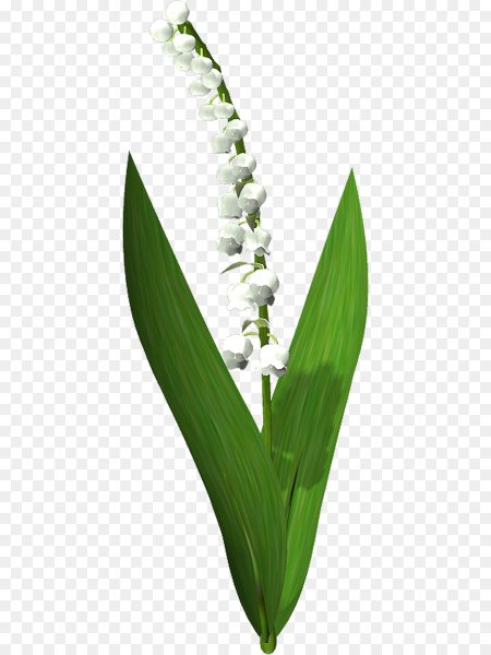 Стебель ландыша