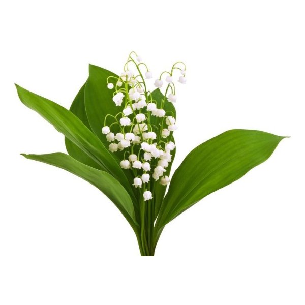 Ландыш на белом фоне уголком