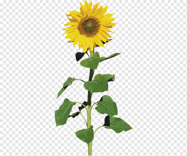 Стебель подсолнечника