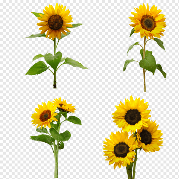 Подсолнечник для детей