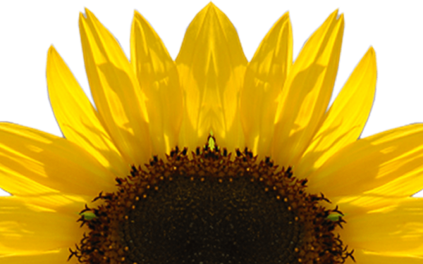 Подсолнух на прозрачном фоне