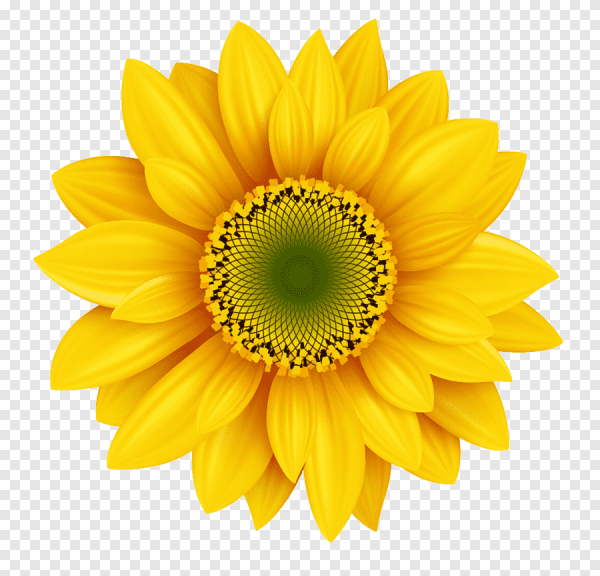 Дейзи д Ора