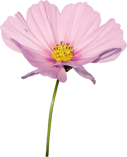 Космея Пинк стебель