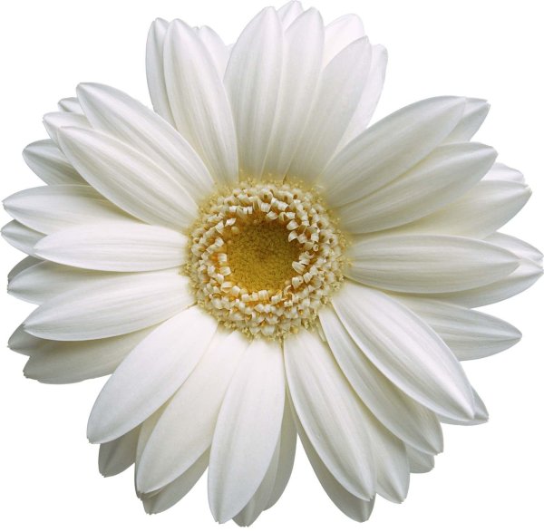 Гербера Снежная ( Gerbera / OREOSERIS Nivea )