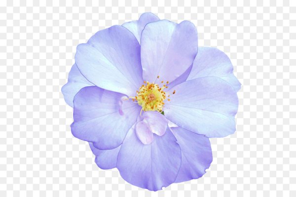 Цветы одиночные