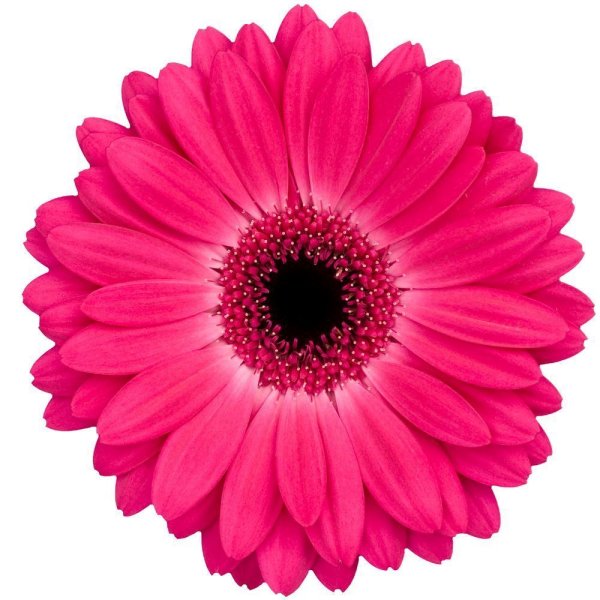 Гербера Phantom