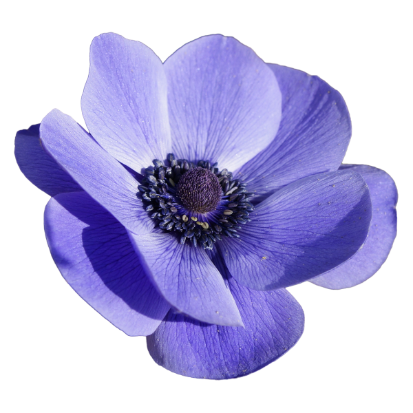 Анемона гибридная