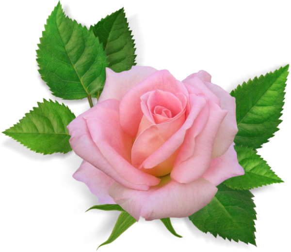 Одиночные цветы на прозрачном фоне