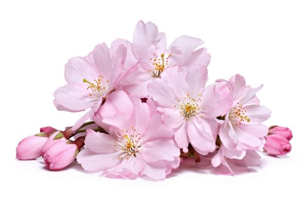 Розовые цветы