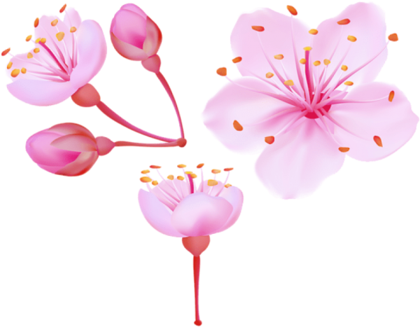 Цветы Сакуры на белом фоне