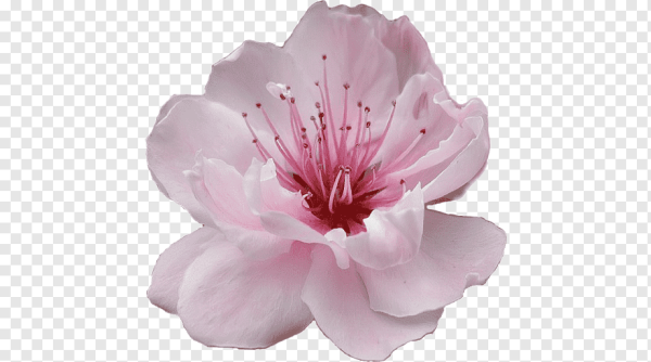 Сакура цветы отдельно